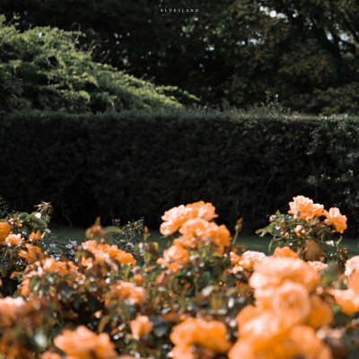 我的院子里有四万万朵玫瑰
wb：布魯斯小島