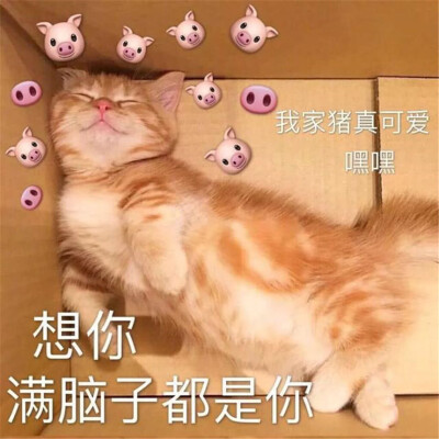 表情包/高甜表情/沙雕表情包/委屈/可爱猫咪/情侣表情包/沙雕/拍一拍/买你一晚/熊猫头/萌宠/萌娃/动态表情包/小企鹅/可可爱爱/运动/高糊小表情/