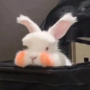 可爱兔子表情包
