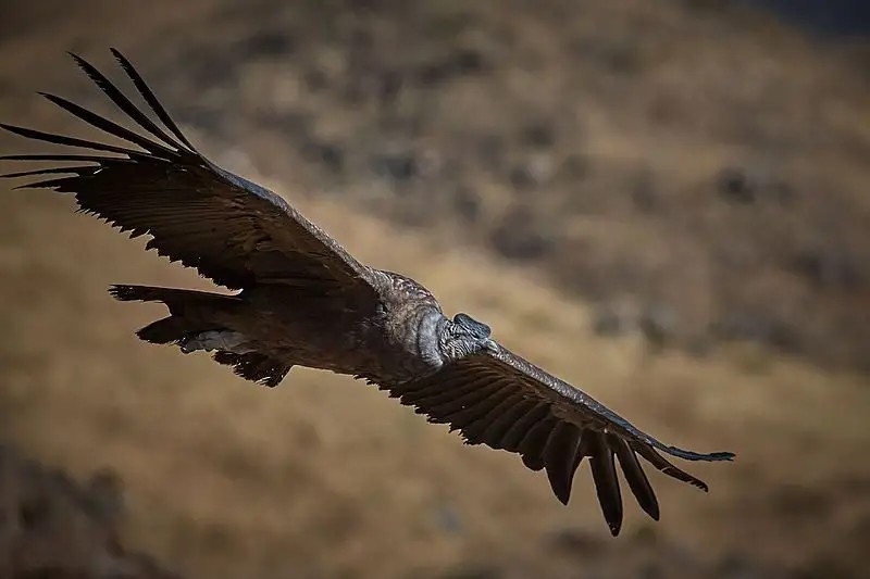 安第斯神鹫（学名：Vultur gryphus）
又叫康多兀鹫，也有人叫它“安第斯神鹰”或南美神鹰。体长130厘米，体重达10千克，翼展可超过3米，是世界上最大的飞禽。