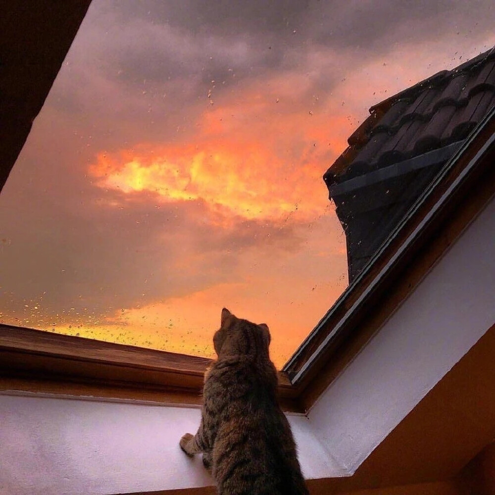 橙色系背景图＃天空＃猫