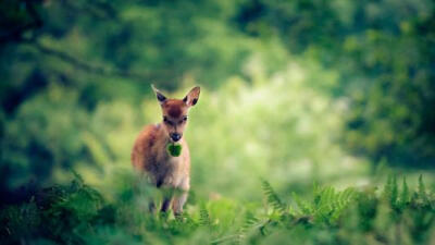 林深时见鹿