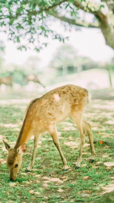 林深时见鹿