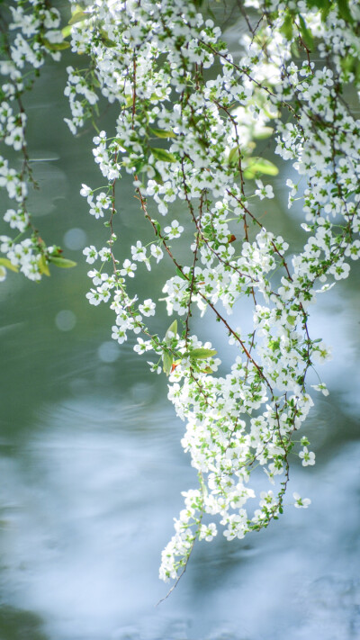 我的心思不为谁而停留
而心总要为谁而跳动
波德莱尔《恶之花》
摄影师/爱植物的梨子 