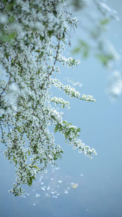 我的心思不为谁而停留
而心总要为谁而跳动
波德莱尔《恶之花》
摄影师/爱植物的梨子 