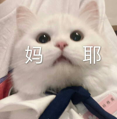 可爱头像#萌宠头像#动漫头像#女生头像