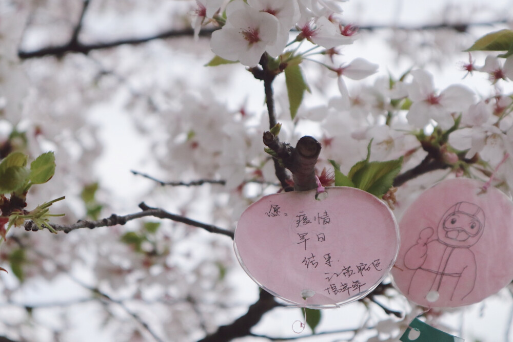 武汉 樱花 