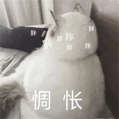 表情包