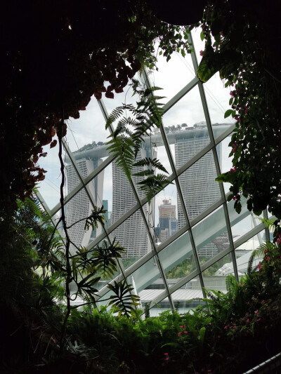 Cloud forest. 滨海湾花园里的温室