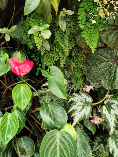 Cloud forest. 滨海湾花园里的温室