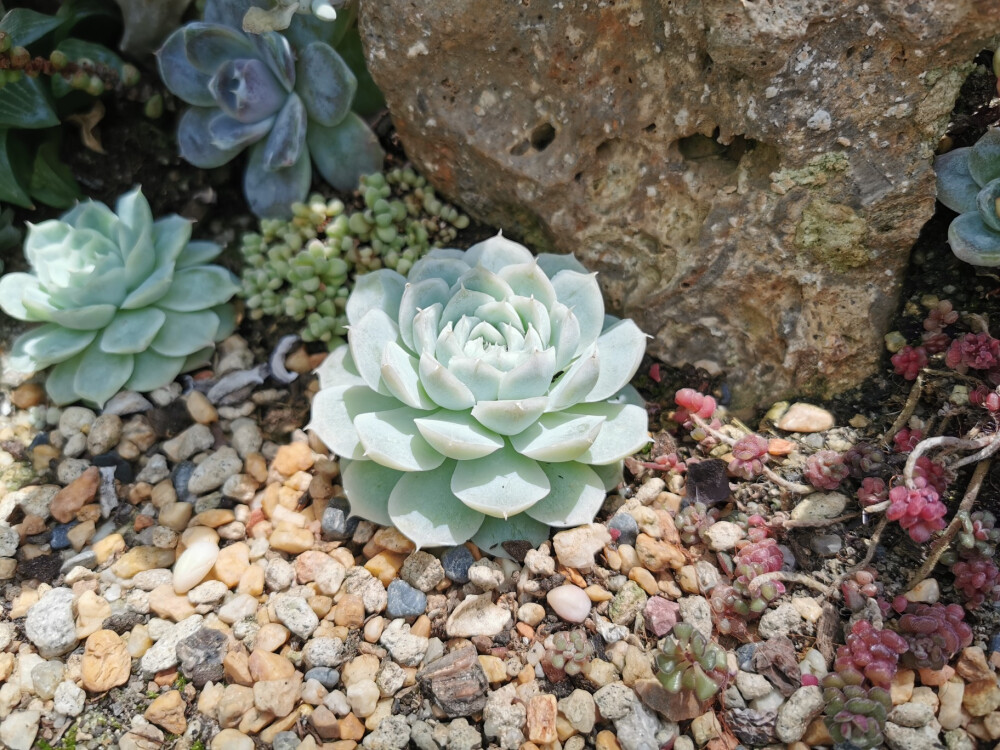 Flower Dome.滨海湾花园里的温室。