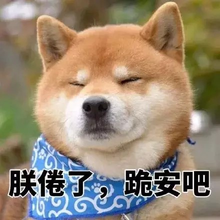 柴犬