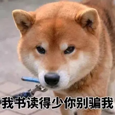 柴犬