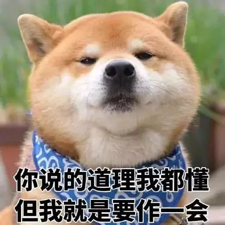 柴犬