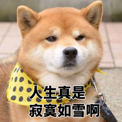 柴犬