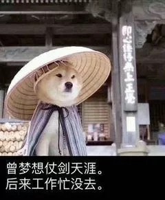 柴犬