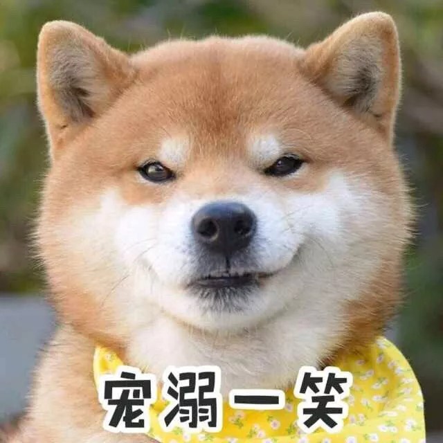 柴犬