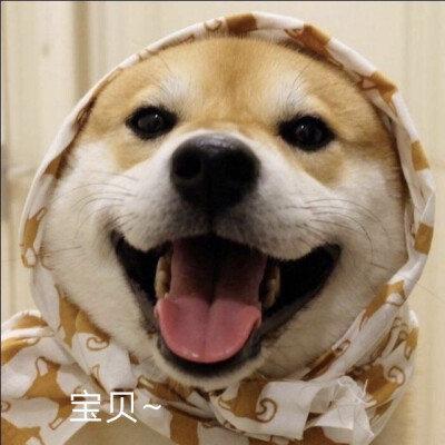 柴犬