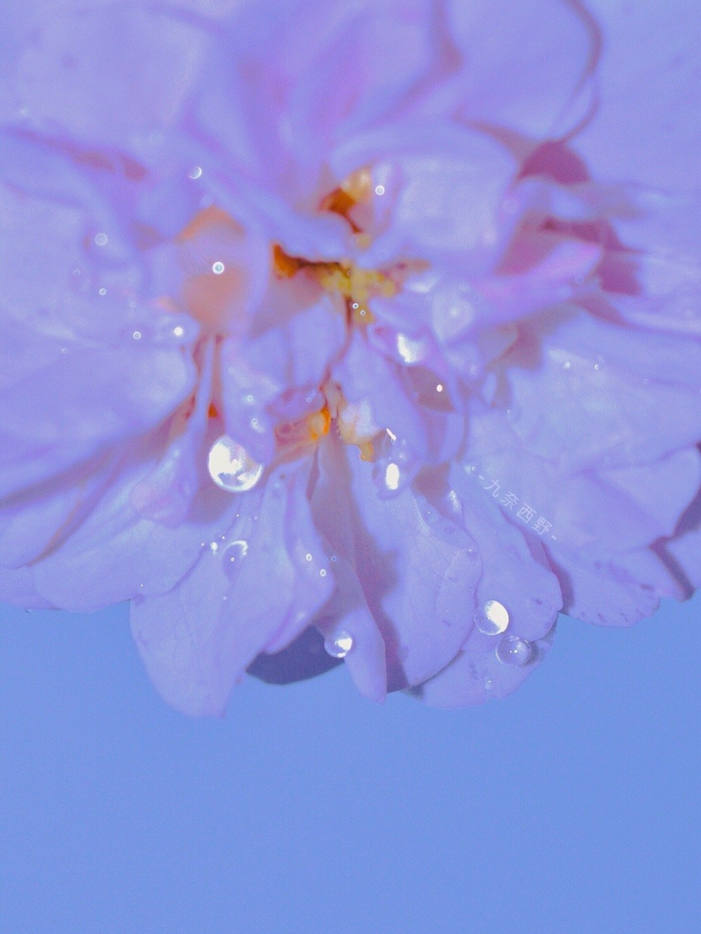 ——
万物柔软 雨天也浪漫
作者见印