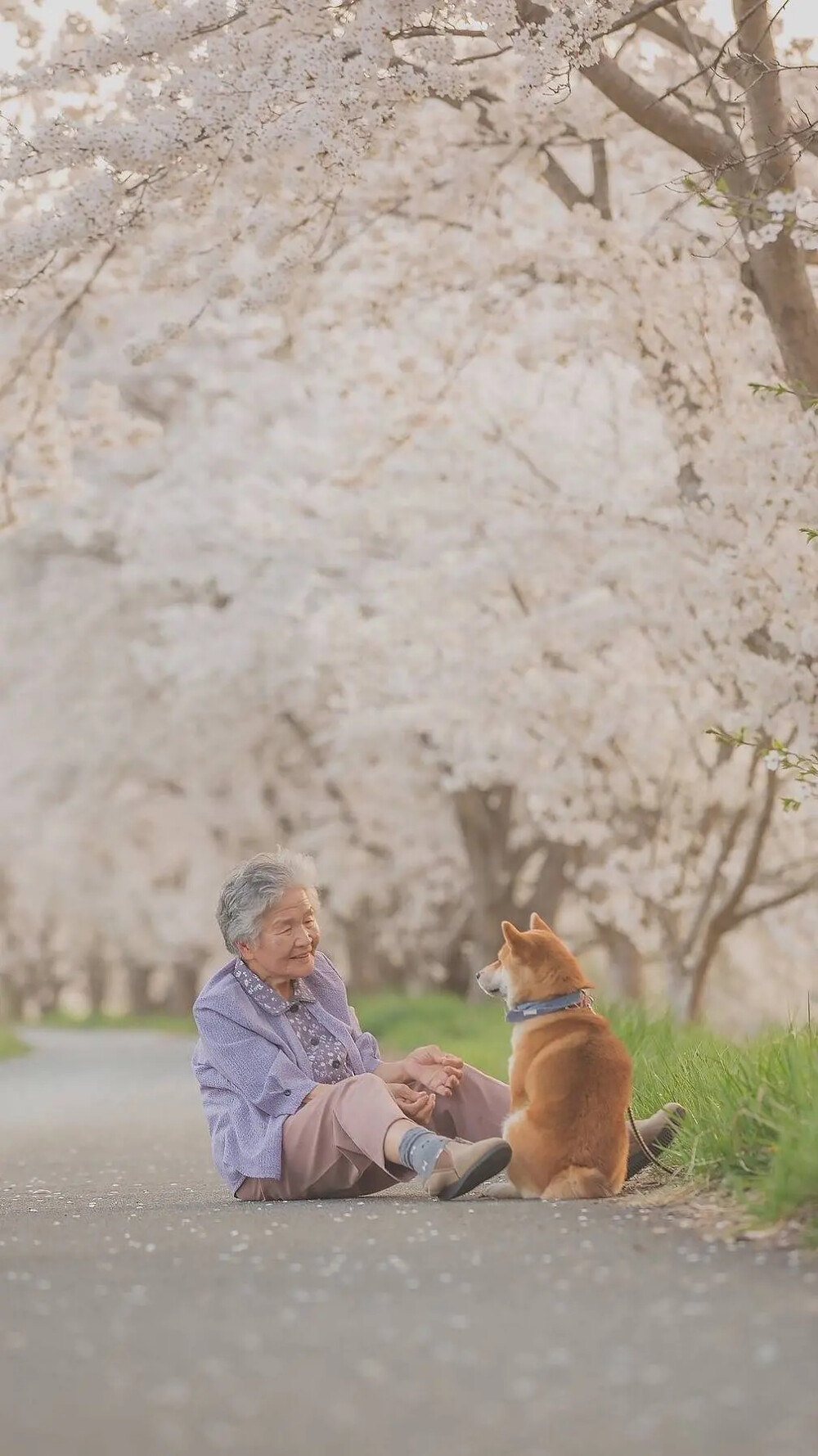 樱花