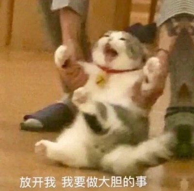 拖地猫大头表情包