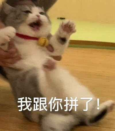 拖地猫大头表情包