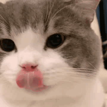 猫猫表情包 GIF动图 舔嘴