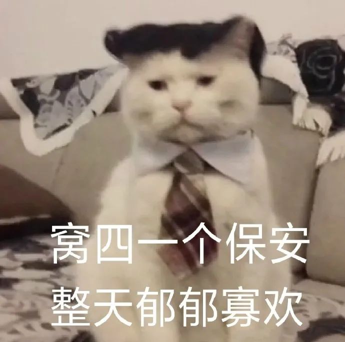 猫咪表情包