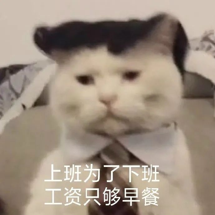 猫咪表情包