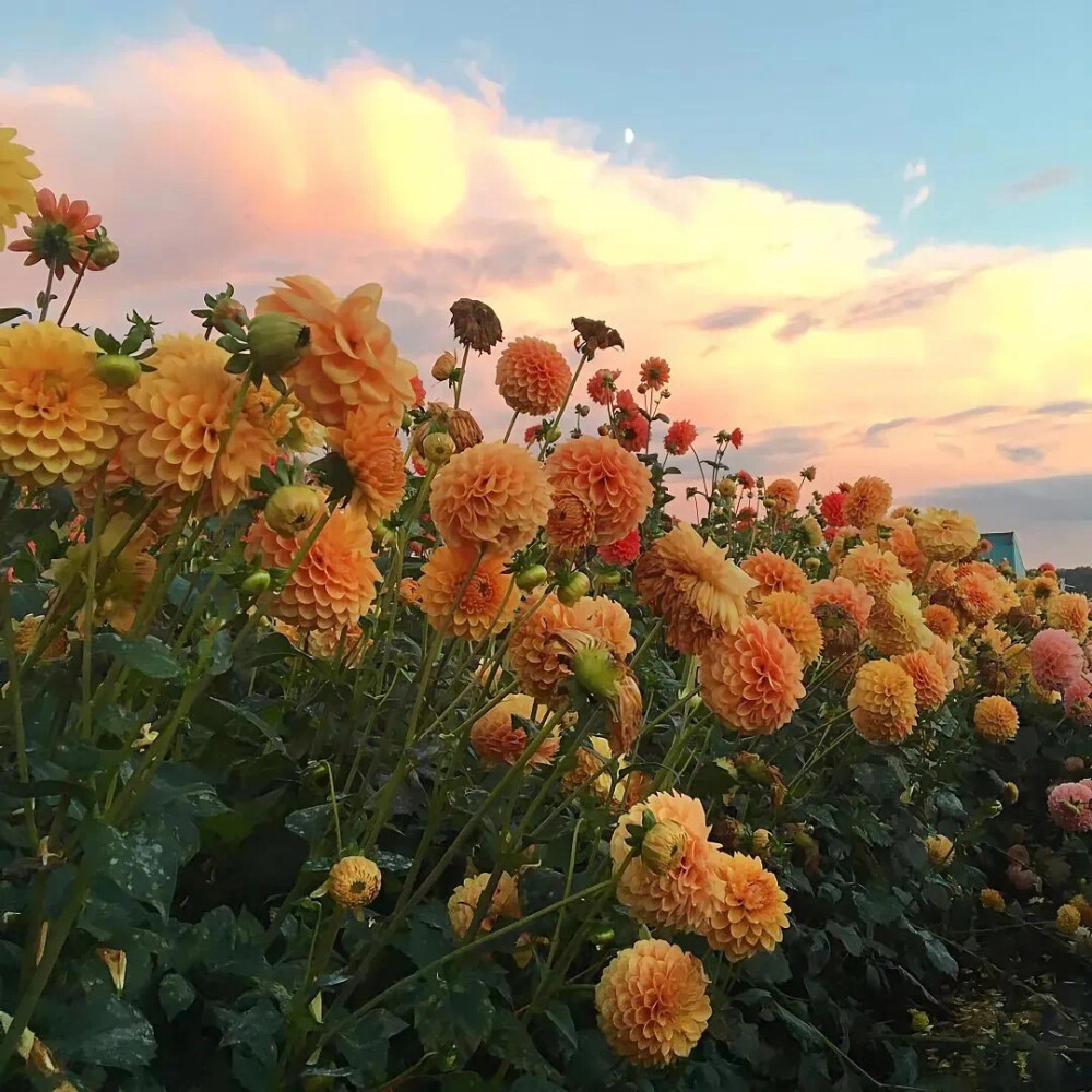 朋友圈背景图 鲜花 意境图片 ins风简约风格