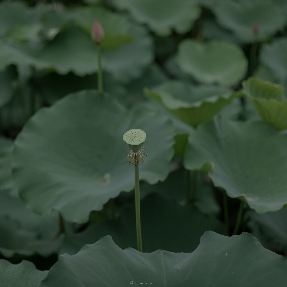 夏雨来，荷花至
摄影师：@白日梦bo酱
#来拍一夏# #微相册# ​