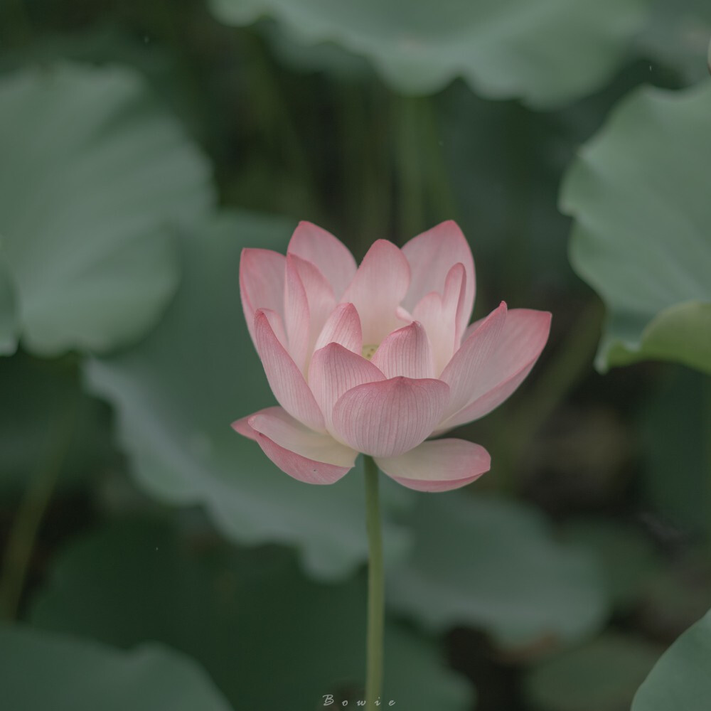 夏雨来，荷花至
摄影师：@白日梦bo酱
#来拍一夏# #微相册# ​