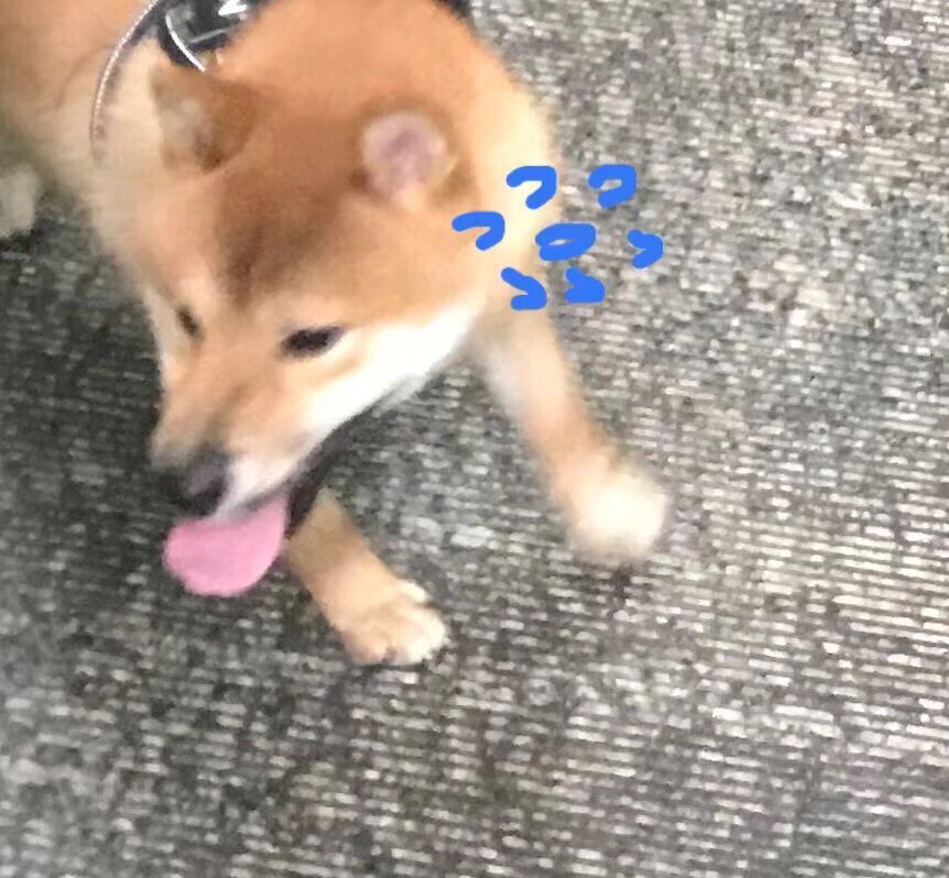 狗狗