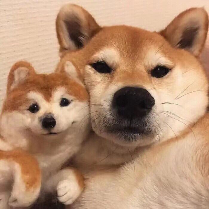 狗狗