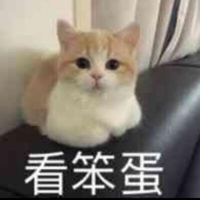 猫猫表情包 看笨蛋