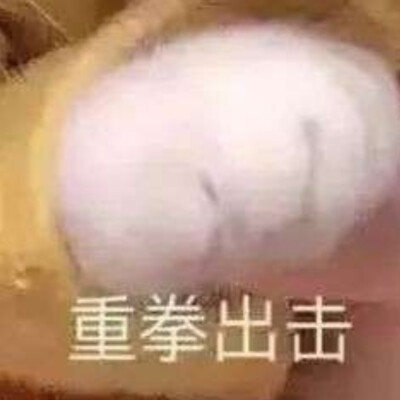 猫猫表情包 重拳出击