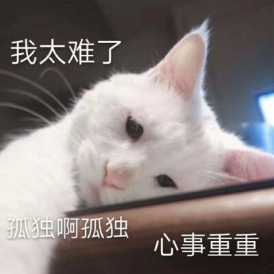 宠物表情包 猫咪 汪仔