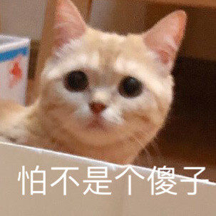 宠物表情包 猫咪 汪仔