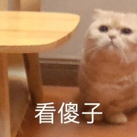 宠物表情包 猫咪 汪仔