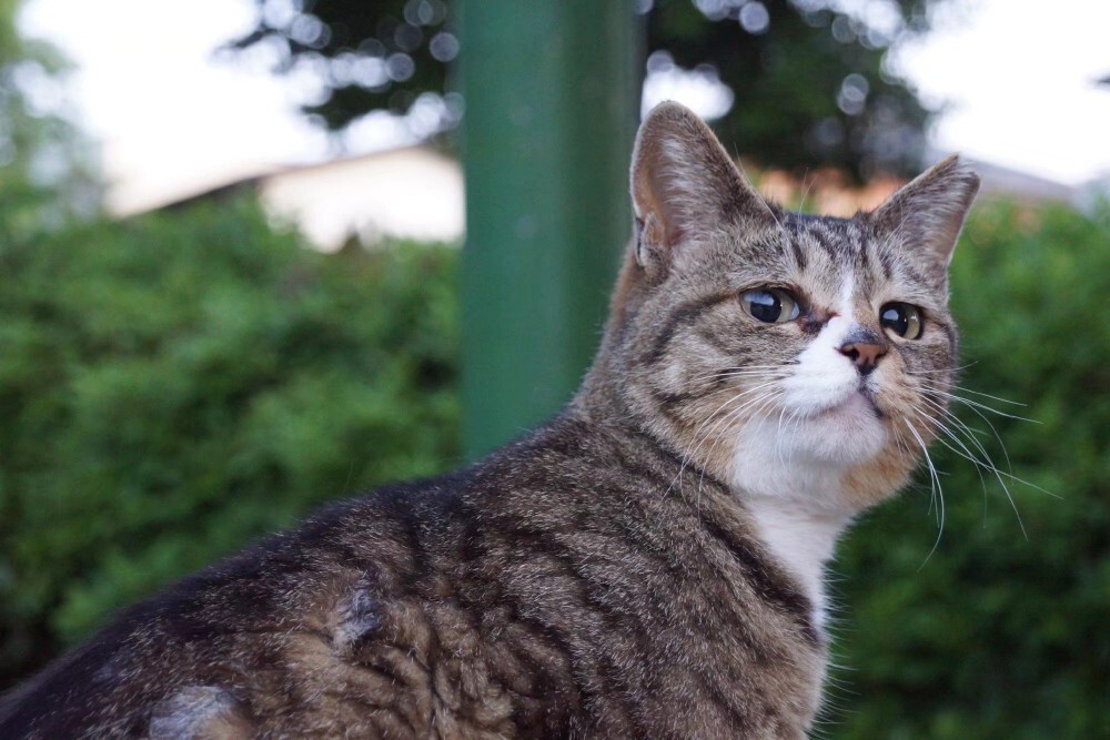 喵呜～可爱猫猫参上