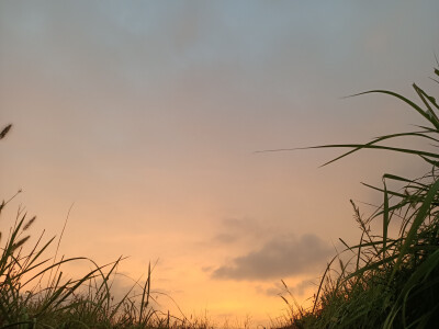 夏 日 微 风