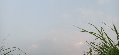 夏 日 微 风