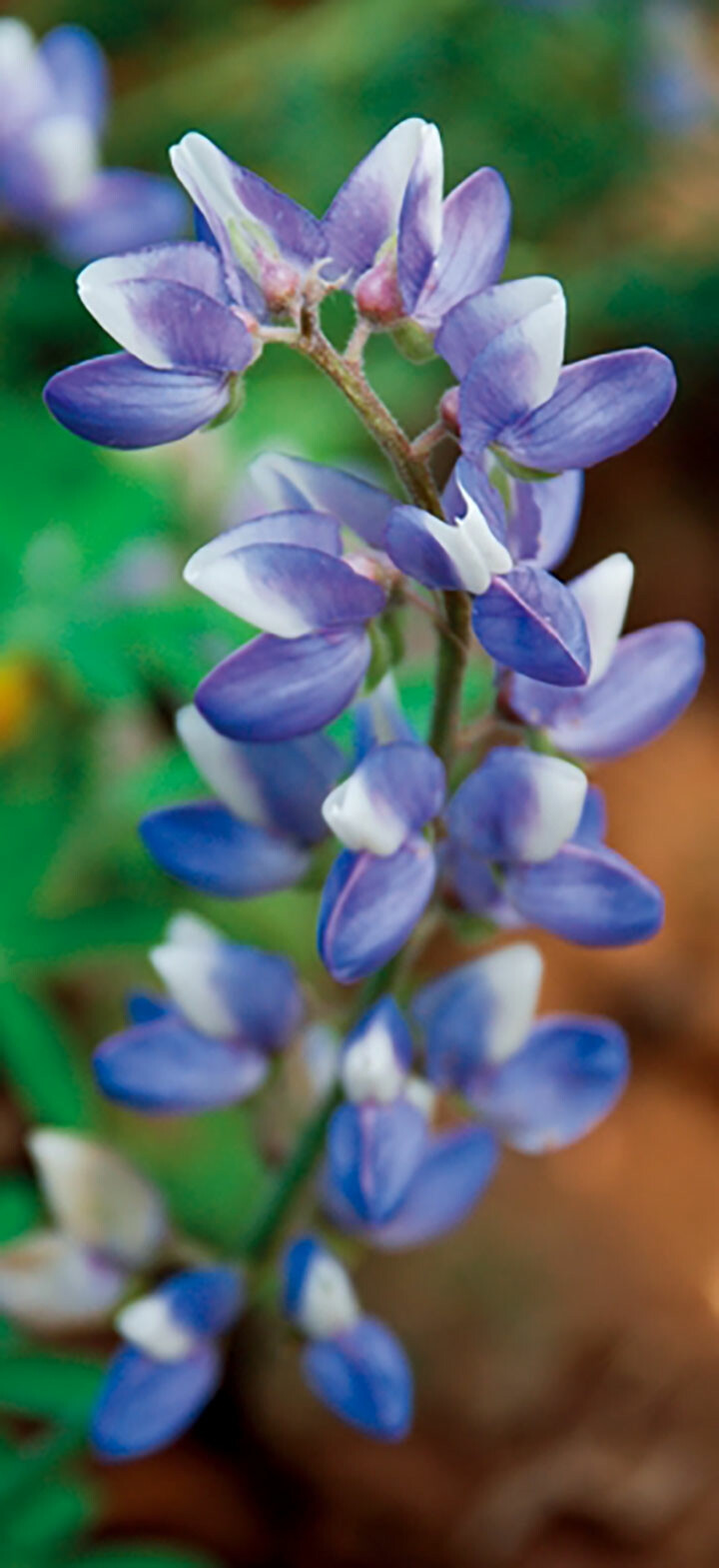 羽扇豆
别名: 鲁冰花
花语: 母爱 幸福 悲伤