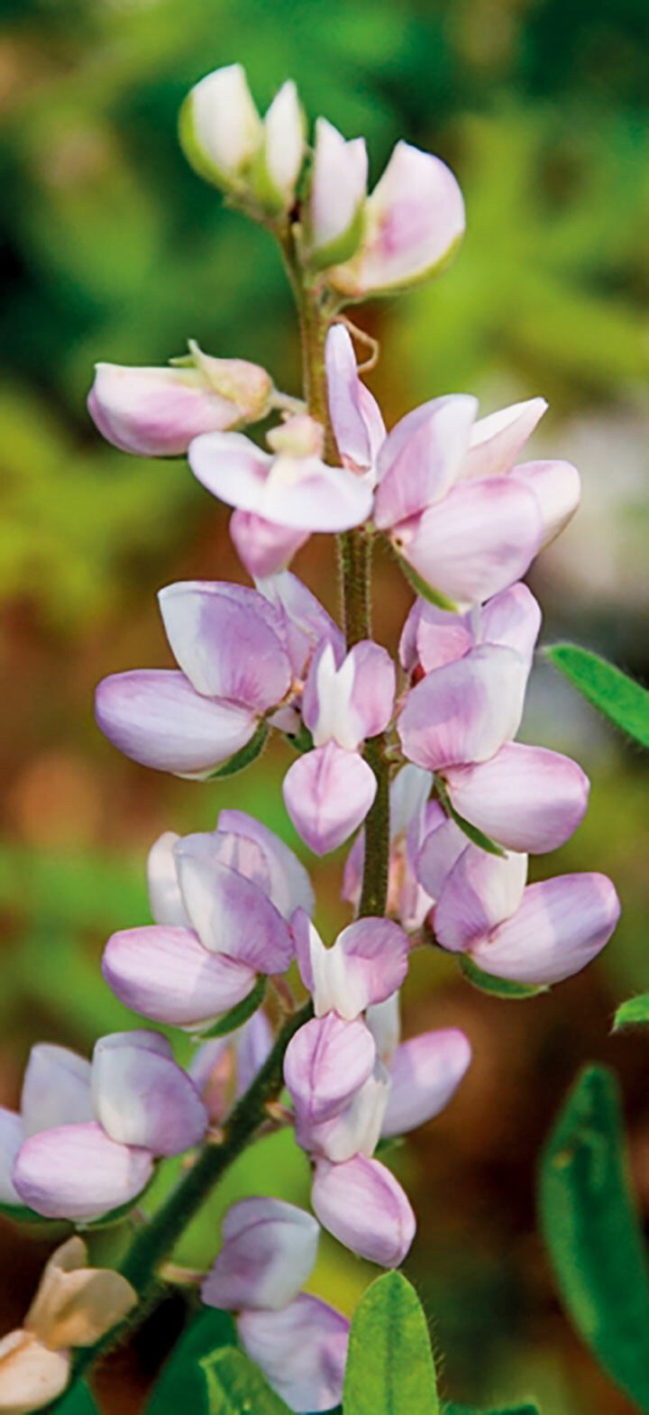 羽扇豆
别名: 鲁冰花
花语: 母爱 幸福 悲伤