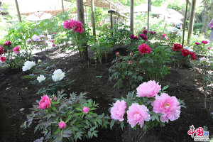 牡丹  八千代椿