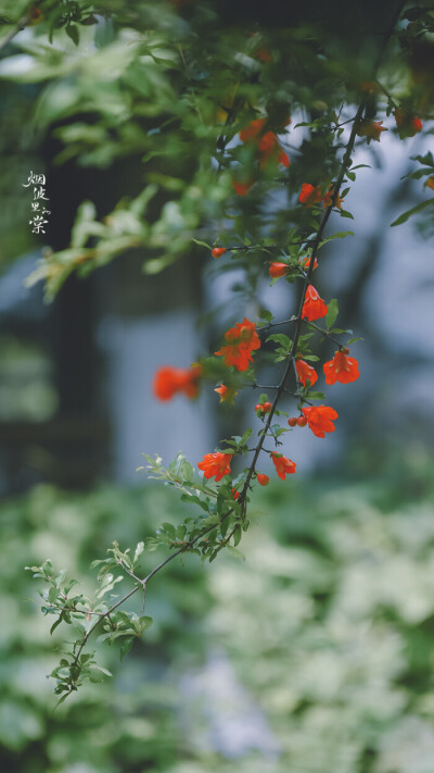 烟波里的棠