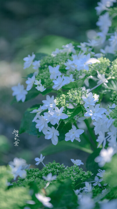 烟波里的棠