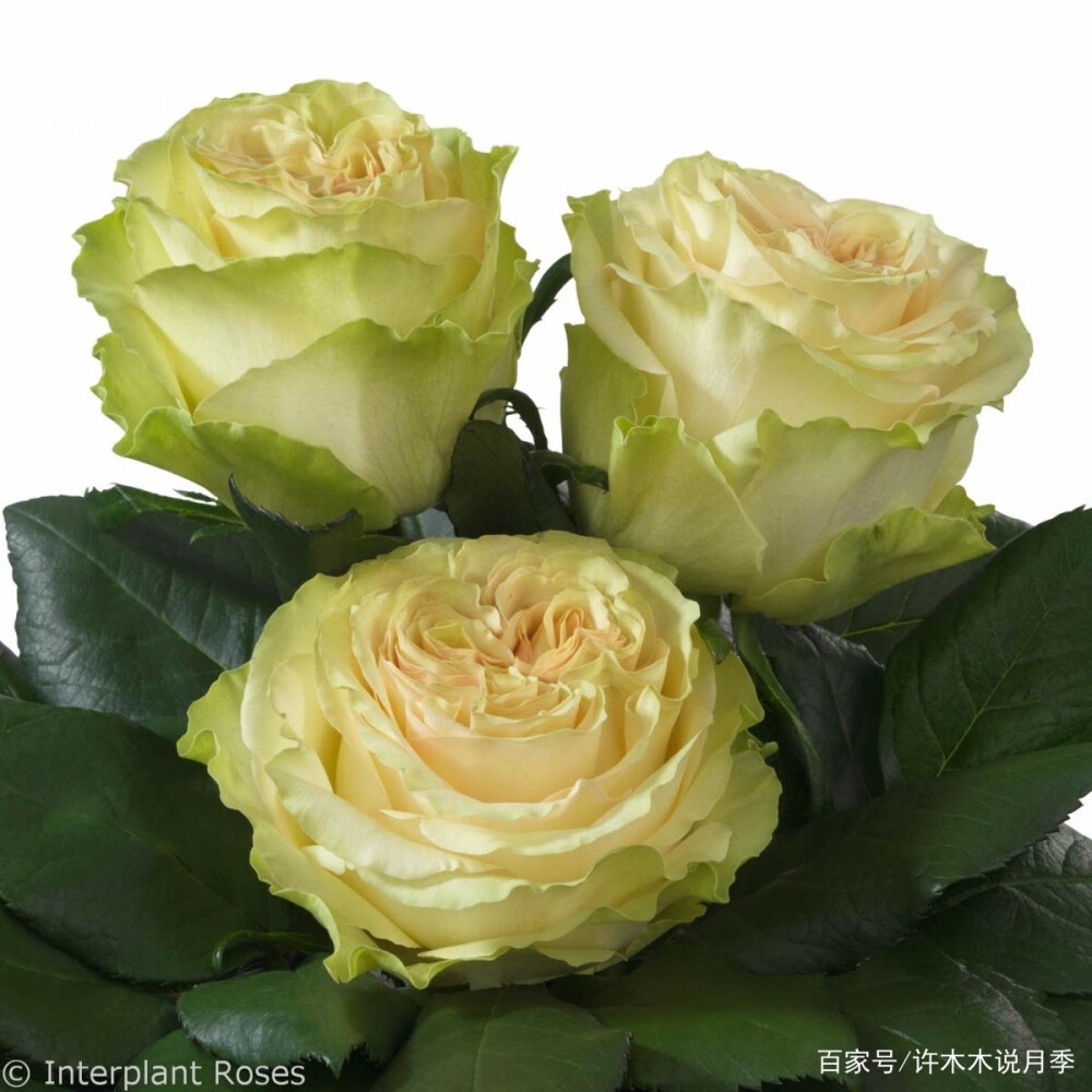 动力Dynamic
育种家：Interplant
培育年代、国别：2017年以前，荷兰
类别：杂交茶香月季 Hybrid Tea 切花月季 Florists Rose
颜色：奶油绿色
花香：适度
高度（cm）：茎长60-80
习性：多季节重复盛开，美国农业部区6B-9B（默认）。瓶插寿命：14-16天