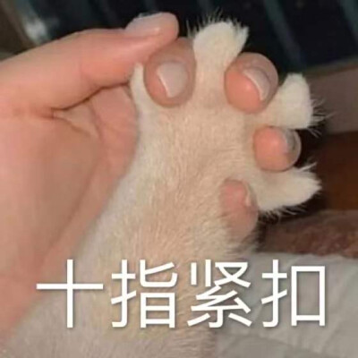 猫猫表情包 十指紧扣