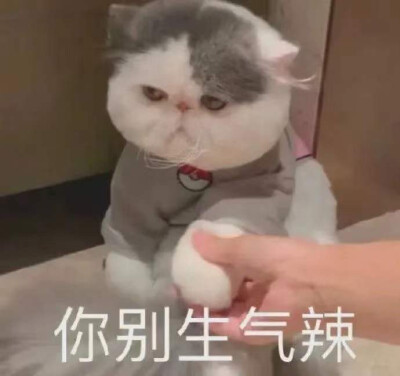 猫猫表情包 哄哄 你别生气啦